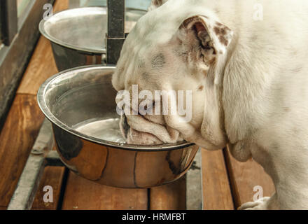 Weißer Hund Trinkwasser aus Metall-Teller Stockfoto