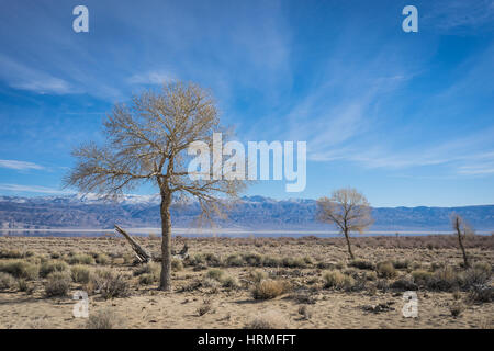 Sterbende Bäume stehen in der kalifornischen Wüste auf der östlichen Seite der Berge der Sierra Nevada. Stockfoto