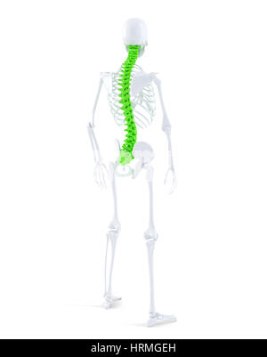 Menschliches Skelett mit Highlited Wirbelsäule. Isoliert. Enthält clippin Pfad Stockfoto
