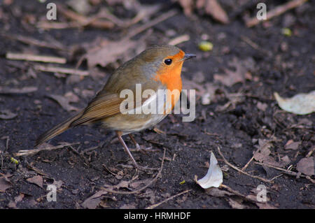 Großspurig Robin - Erithacus Rubecula im park Stockfoto