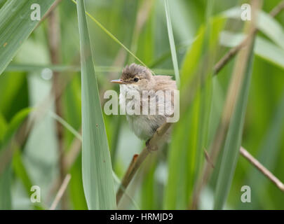 Reed Warbler (Acrocephalus Scirpaceus) auf ein Rohr, Wales/Shropshire Grenzen Stockfoto