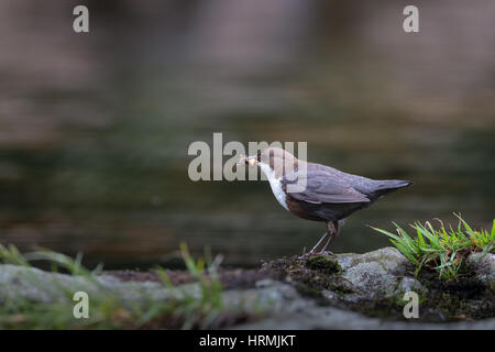 Eine Wasseramsel, Cinclus Cinclus, über die richtige Stellung auf einem Stein am Rande des Flusses suchen links mit der Nahrung in den Schnabel Stockfoto