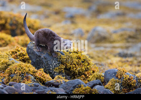 Eine europäische Otter Lutra Lutra, stehend auf einem Felsen, Blick auf den Fotografen an der Küste auf der Isle of Mull, Schottland UK Stockfoto