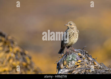 Ein Rock-Pieper, Anthus Petrosus, thront auf einem Felsen Algen bedeckt mit einem unscharfen Hintergrund und gut belichtet Stockfoto