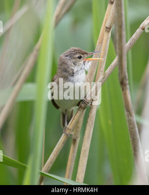 Reed Warbler (Acrocephalus Scirpaceus) singen auf einem Reed-Stiel, Wales/Shropshire Grenzen Juni 2016. Stockfoto