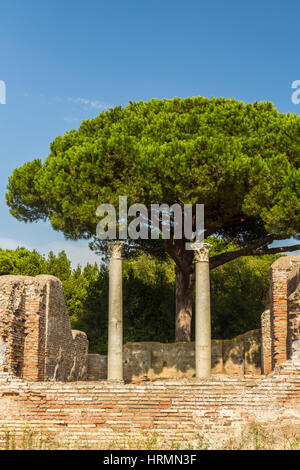 Römische Säulen in Ostia Antica, römische Stadt. Zirbenholz oder Pinus Pinea Baum im Hintergrund, Rom in Italien. Stockfoto