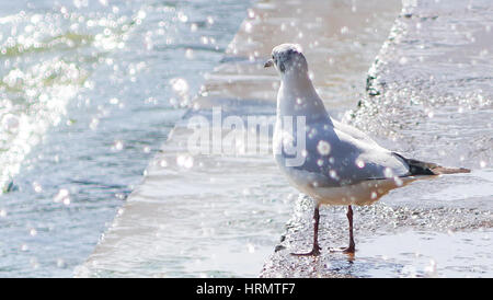 Kunming, Kunming, China. 2. März 2017. Kunming, CHINA-2. März 2017: (nur zur redaktionellen Verwendung. CHINA HERAUS). Viele Lachmöwen fliegen von Sibirien nach Dianchi See in Kunming, Süden der chinesischen Provinz Yunnan. Bildnachweis: SIPA Asien/ZUMA Draht/Alamy Live-Nachrichten Stockfoto