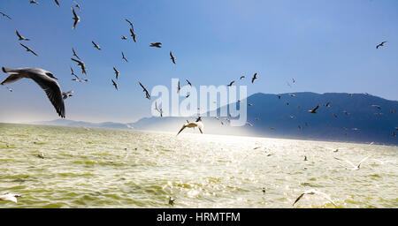 Kunming, Kunming, China. 2. März 2017. Kunming, CHINA-2. März 2017: (nur zur redaktionellen Verwendung. CHINA HERAUS). Viele Lachmöwen fliegen von Sibirien nach Dianchi See in Kunming, Süden der chinesischen Provinz Yunnan. Bildnachweis: SIPA Asien/ZUMA Draht/Alamy Live-Nachrichten Stockfoto