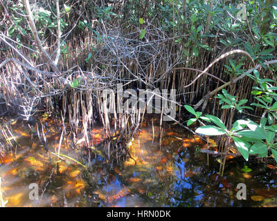 Varadero, Kuba. 4. Februar 2017. Sumpfland im Naturschutzgebiet Reserva Ecologica Varahicacos, Varadero, Kuba, aufgenommen am 04.02.2017. Foto: Annette Meinke-Carstanjen/Dpa-Zentralbild/ZB | weltweite Nutzung/Dpa/Alamy Live-Nachrichten Stockfoto