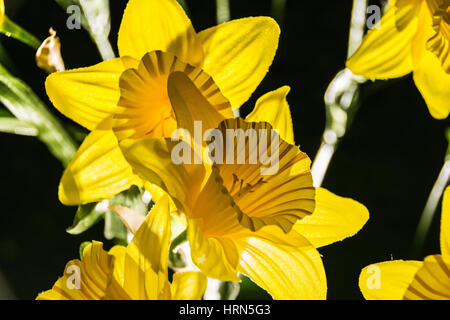 Marie Curie, die Great Daffodil Appeal and Garden of Light Installation der Krebshilfe auf dem Paternoster Square, London, Großbritannien Stockfoto