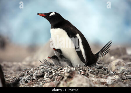 Neko Harbor, antarktische Halbinsel, Antarktis. 21. Januar 2017. Ein Gentoo-Pinguin hält seine zwei Küken warm sitting on Top of sie in ihrem Nest, das meistens aus Felsen, Neko Harbor in der Antarktis, 21. Januar 2017 besteht. Die Felsen werden verwendet, um erhöhen die Eizellen von der Oberfläche zum fernhalten, Schneeschmelze, die bündeln könnte. Bildnachweis: Ann Inger Johansson/ZUMA Wire/ZUMAPRESS.com/Alamy Live-Nachrichten Stockfoto