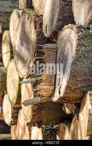 Protokoll-Stapel Schnittholz Stockfoto