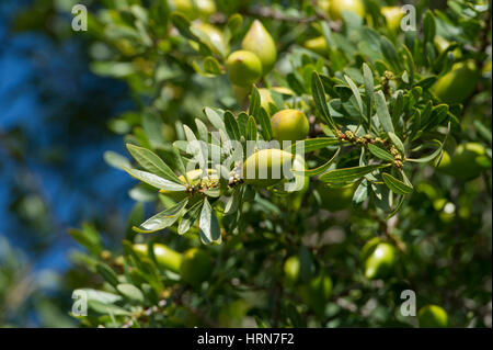 Argan Frucht von arganbäumen (Argania spinosa). Südwesten Marokko Stockfoto