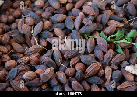 Argan-Früchte aus der Arganbäume (Argania Spinosa) im südwestlichen Marokko Argan-Öl verarbeitet wird Stockfoto