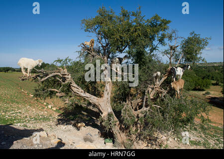 Maroquin berühmten Ziegen in die Argan-Bäume auf der Straße zwischen Marrakesch (Marrakech) und Essaouira Stockfoto