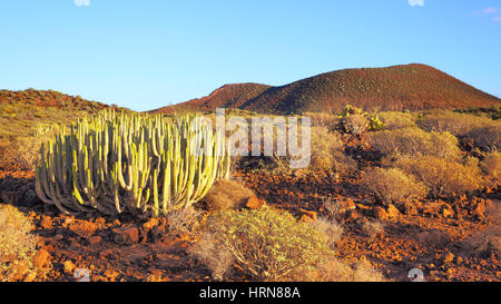 Panoramische Ansicht der Wüste mit Kakteen bei Sonnenuntergang auf Teneriffa, Kanarische Inseln. Stockfoto