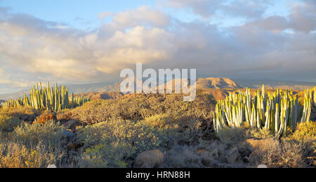 Schöner Panoramablick auf Wüste mit Pflanzen bei Sonnenuntergang auf Teneriffa, Kanarische Inseln Stockfoto