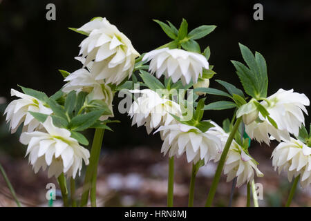 Weiße gefüllte Blüten einer ausgewählten Form der Fastenzeit Rose, Helleborus x hybridus Stockfoto