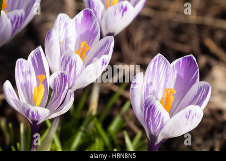 Blassen lila gestreiften Blüten von den Vorfrühling blühenden niederländischen Krokus, Crocus Vernus 'Pickwick' Stockfoto