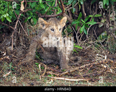 schlammig Löwenjunges in Masai Mara Conservancies, größere Mara, Kenia, Afrika Stockfoto