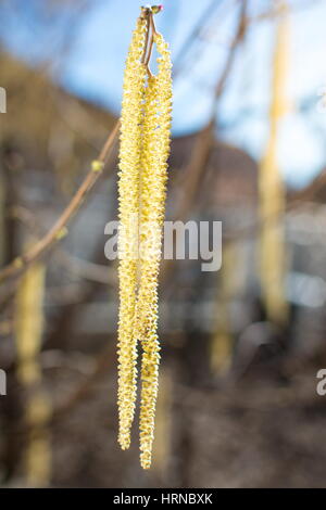 Haselnuss-Kätzchen aus dem Baum im Hof hängen Stockfoto