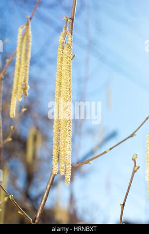 Haselnuss-Obst-Kätzchen an einem Baum hängen Stockfoto