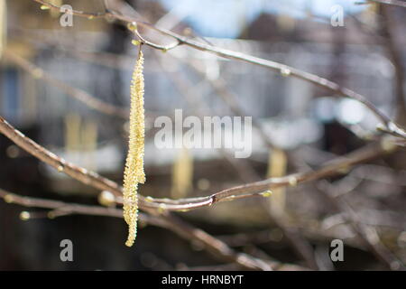 Haselnuss-Kätzchen aus dem Baum im Hof hängen Stockfoto