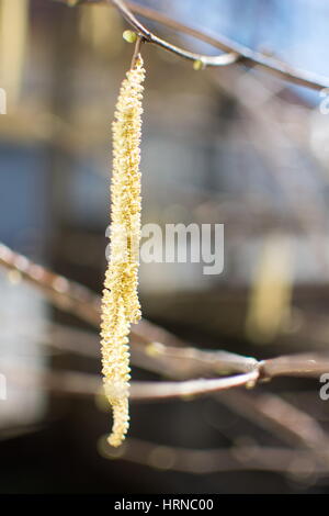 Haselnuss-Kätzchen aus dem Baum im Hof hängen Stockfoto