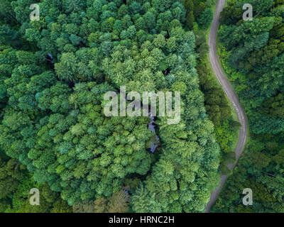 Luftaufnahme direkt über eine kurvenreiche Straße im kalifornischen Redwood Forest in Buchenwald, Melbourne, Australien. Stockfoto