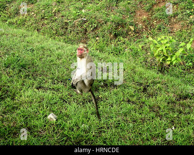 Black-faced Affen (aka indische Languren oder grau Languren) (Semnopithecus Entellus) in Bandipur Nationalpark, Karnataka, Indien Stockfoto