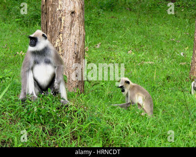 Black-faced Affen (aka indische Languren oder grau Languren) (Semnopithecus Entellus) in Bandipur Nationalpark, Karnataka, Indien Stockfoto