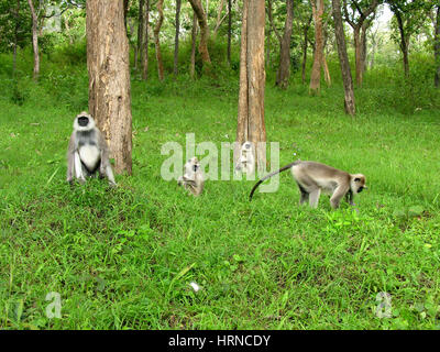 Black-faced Affen (aka indische Languren oder grau Languren) (Semnopithecus Entellus) in Bandipur Nationalpark, Karnataka, Indien Stockfoto