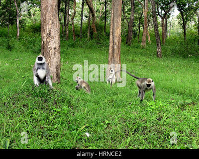 Black-faced Affen (aka indische Languren oder grau Languren) (Semnopithecus Entellus) in Bandipur Nationalpark, Karnataka, Indien Stockfoto