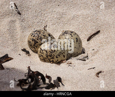 Drei afrikanische schwarze Austernfischer Eiern in ein flaches kratzen an einem Strand im südlichen Afrika Stockfoto