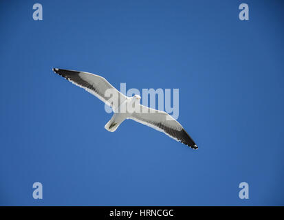 Ein Cape Möwe im Flug über afrikanische Südpolarmeer Stockfoto
