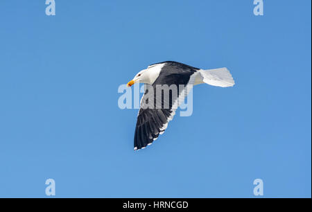 Ein Cape Möwe im Flug über afrikanische Südpolarmeer Stockfoto