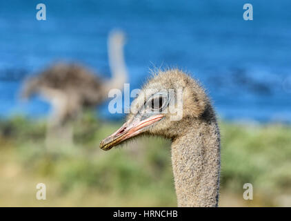 Ein Closeup Gesichts Porträt eines Straußes im südlichen Afrika Stockfoto