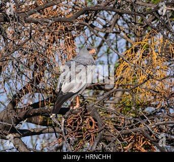 Eine blasse Chanting Goshawk thront auf einem Baum im südlichen Afrika Stockfoto