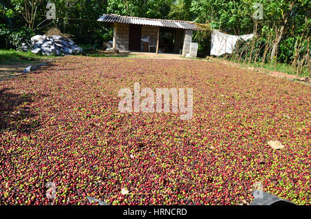 Trocknen von Kaffeebohnen im Hof Stockfoto