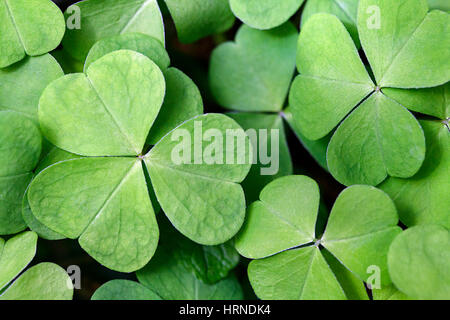Blätter von Sauerampfer Holz - Oxalis Acetosella. Stockfoto