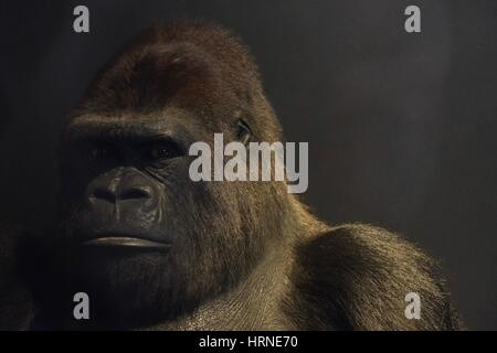 Typ der Gorilla im Natural History Museum Stockfoto