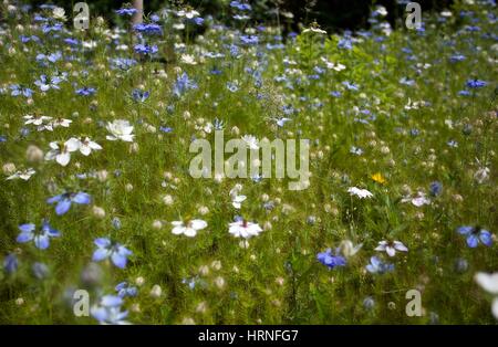 Hübsches Ferienhaus Gartenblumen an einem sonnigen Tag Stockfoto