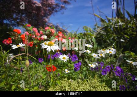 Hübsches Ferienhaus Gartenblumen an einem sonnigen Tag Stockfoto