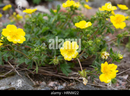 Alpine Fingerkraut, Potentilla Crantzii, eine Gruppe von Blumen der Cairngorms, Schottland, UK Stockfoto