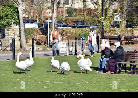 Schwäne am Park in Christchurch Harbour in Dorset, England Stockfoto