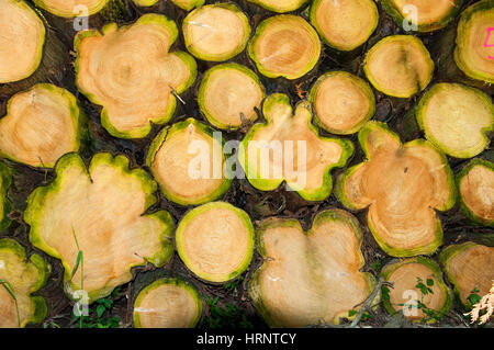 Protokoll-Stacks warten Sammlung an Stoke Park Wald, Geschäftsleute, Hampshire, England Stockfoto