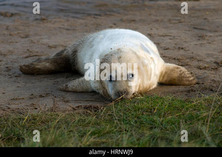 Neugeborener Graurobben-Welpen am Strand von Donna NOOK North Somercoes in Lincolnshire, England, Großbritannien Stockfoto