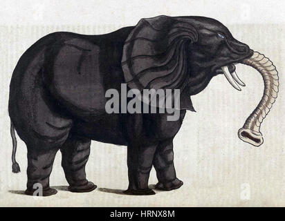 Elefant, Historiae Animalium, 16. Jahrhundert Stockfoto