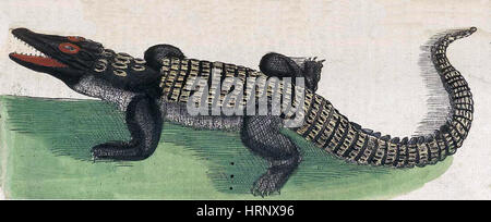 Krokodil, Historiae Animalium, 16. Jahrhundert Stockfoto