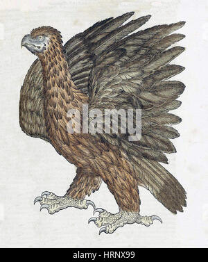 Adler, Historiae Animalium, 16. Jahrhundert Stockfoto